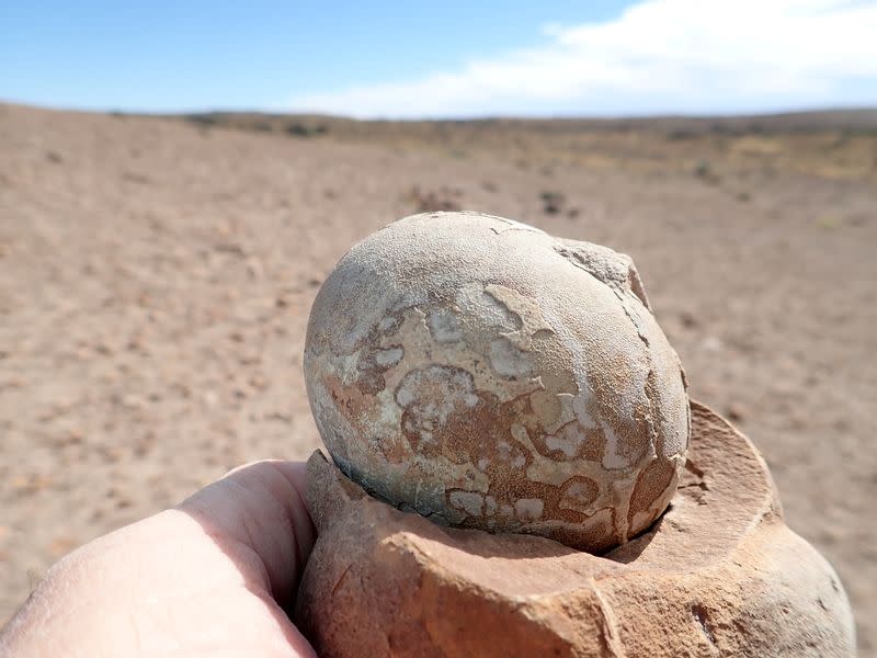 Jurassic Period Patagonian plant-eating dinosaur Mussaurus patagonicus