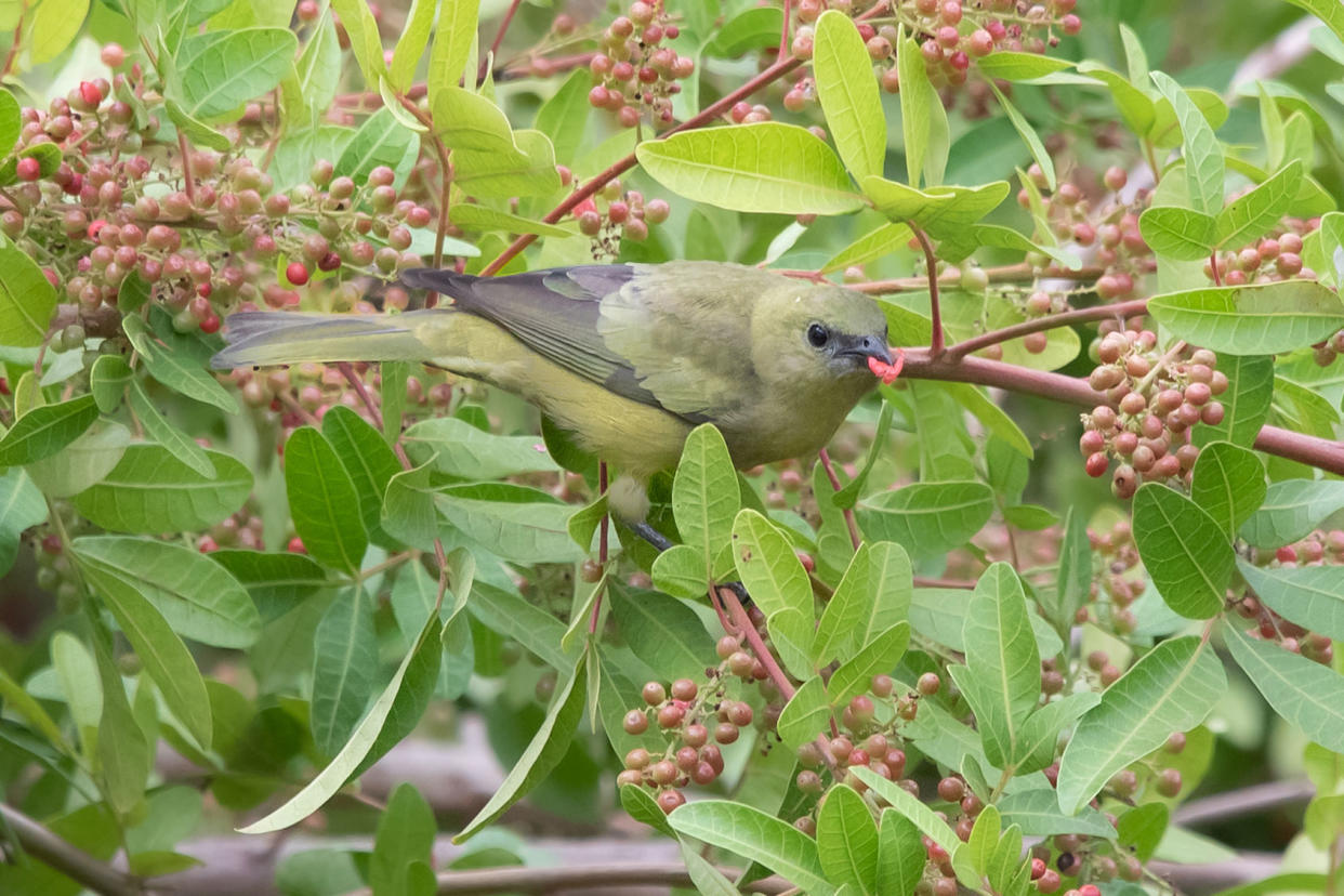 Palm Tanager Mathias Pires