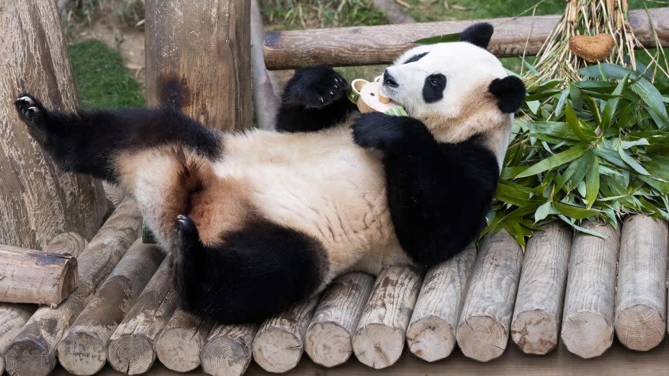 Some South Koreans said Fu Bao provided them with moments of joy during the pandemic. - Courtesy Everland