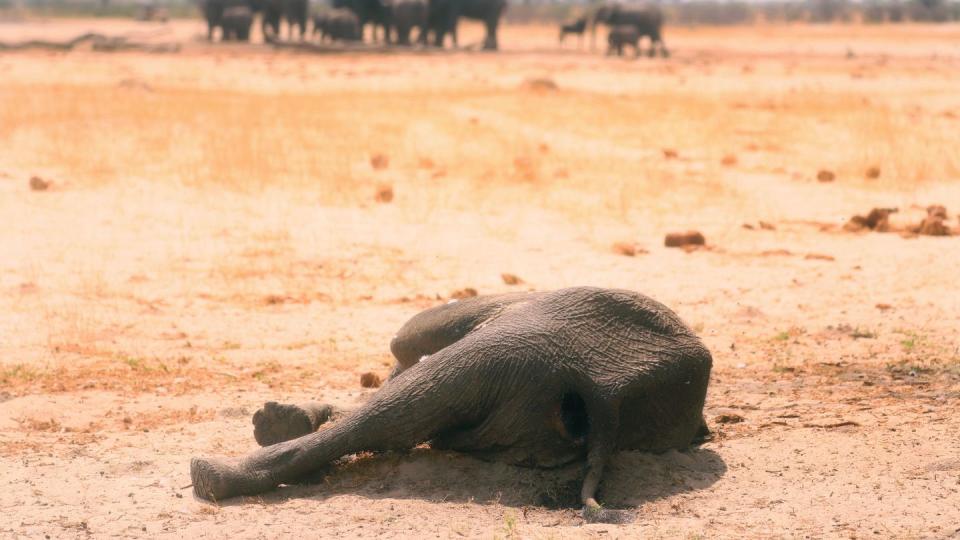 Fünf der zehn am meisten vom Klimawandel betroffenen Länder liegen in Afrika. (Symbolbild: dpa)