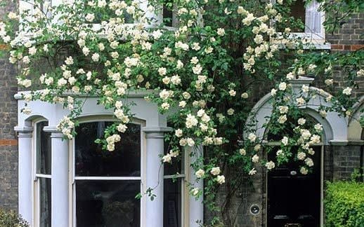 Formal front garden of Victorian town house with clipped box parterre, standard Ilex trees, hedera in stone urn - GAP PHOTOS 