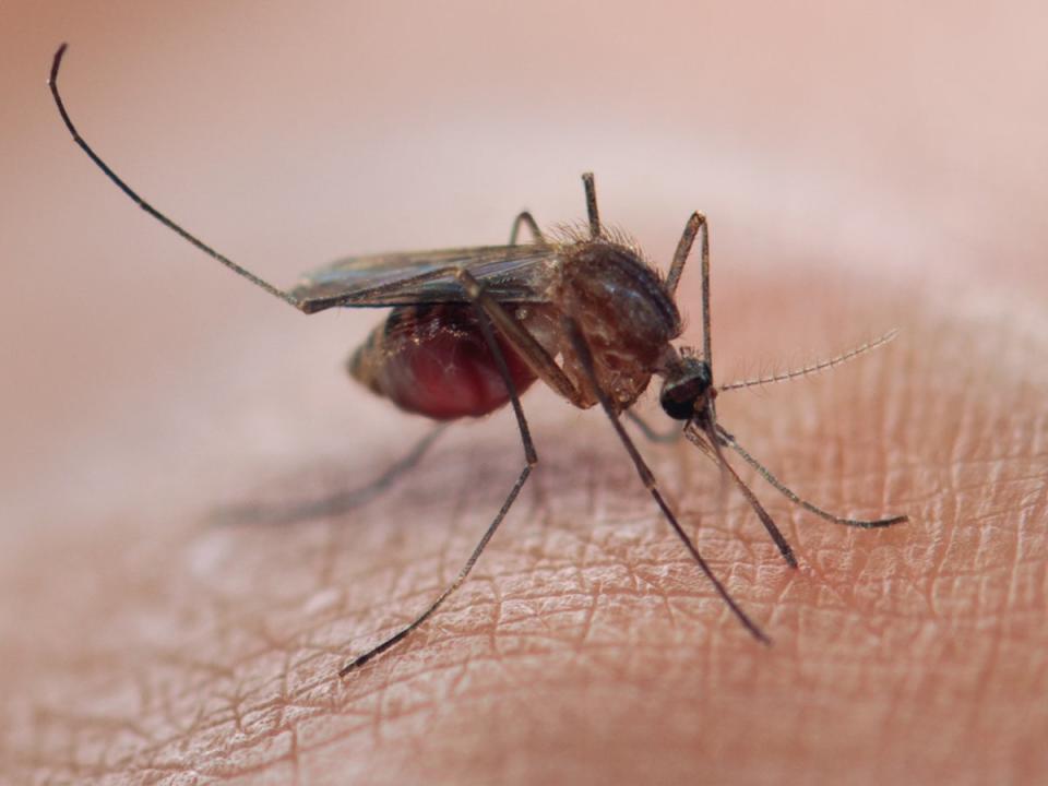 La malaria se propaga debido a los parásitos que se albergan en los intestinos de los mosquitos (Getty Images/iStockphoto)