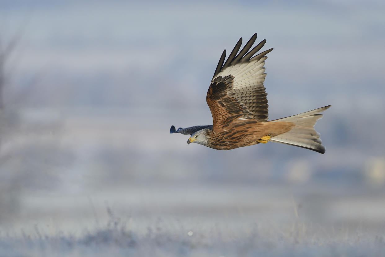 Red kite flying over frosty landscape 