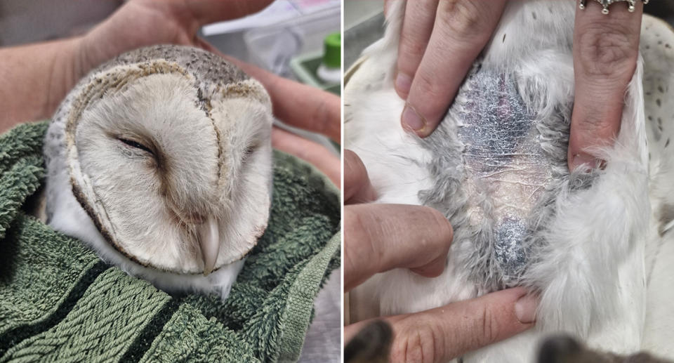 The owl that died in the care of the Darling Range Wildlife Shelter WA.