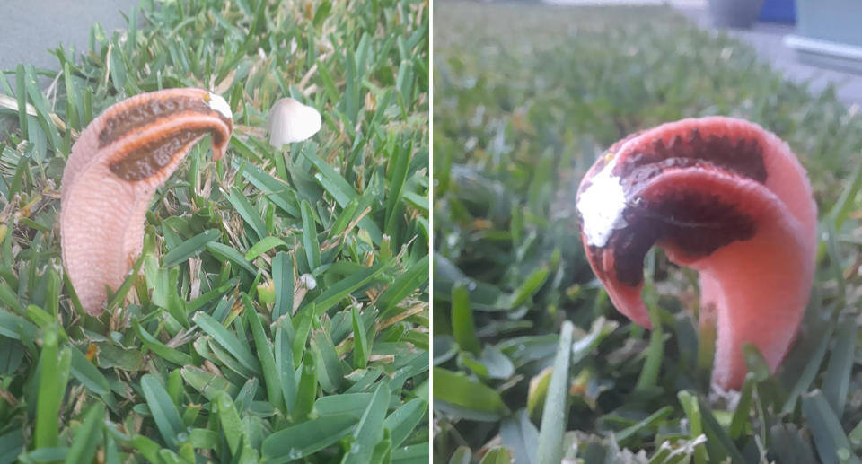 The white gleba on the head of the bizarre fungus. 