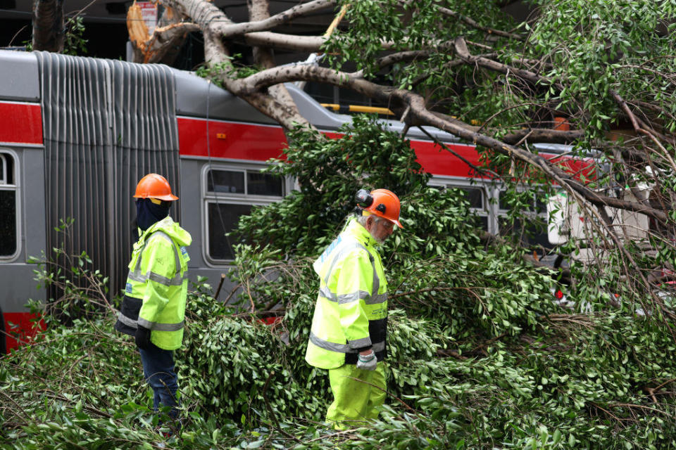 A large tree branch lies across the top of a bus, which is surrounded by leaves and other branches