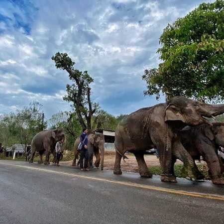 回家鄉的路途相當遙遠。（圖／翻攝自臉書「Save Elephant Foundation」）