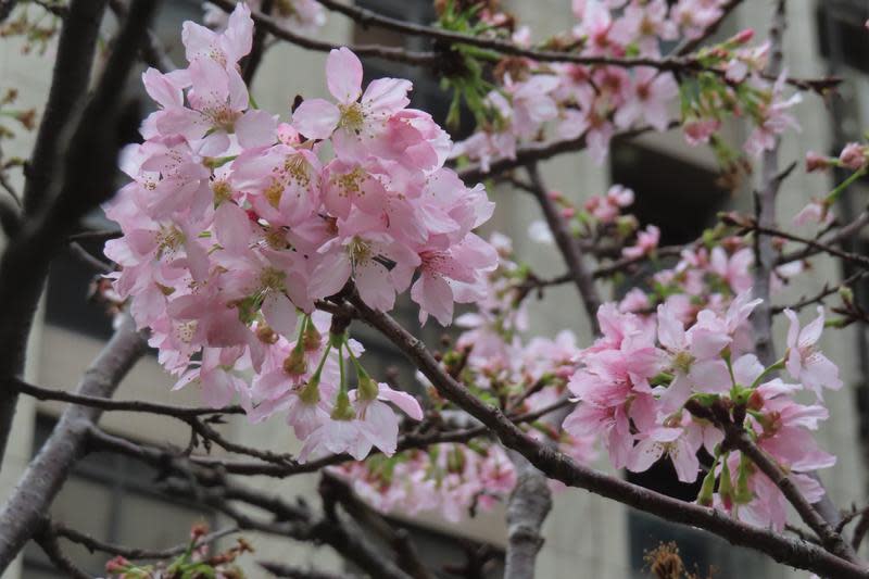 北投線形公園粉色櫻花主要為富士櫻。（北市工務局公園路燈工程管理處提供）