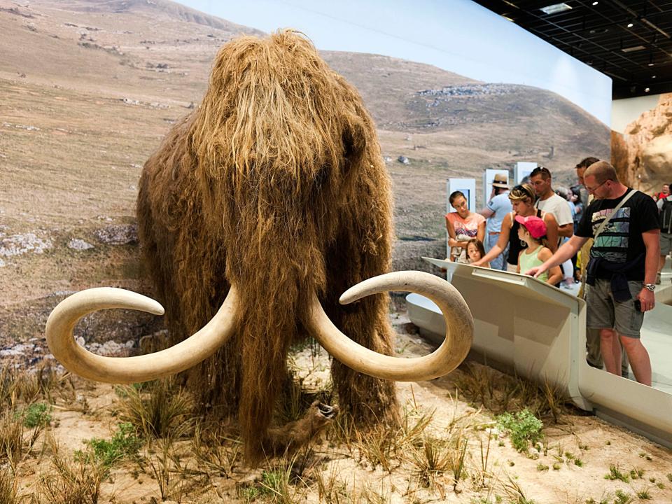 woolly mammoth model with long curled tusks and shaggy hair stands in a museum exhibit with visitors reading a plaque