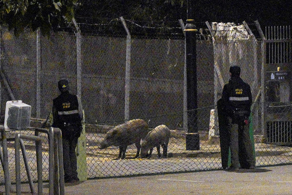 Wild boars eat bread as baits fed by officers from the Agriculture, Fisheries and Conservation Department in Hong Kong, Wednesday, Nov. 17, 2021. Hong Kong authorities this week captured and euthanized seven wild boars to reduce their numbers in urban areas, following an increasing number of boar attacks and after one bit a policeman last week. (Lam Chun Tung/The Initium Media via AP)