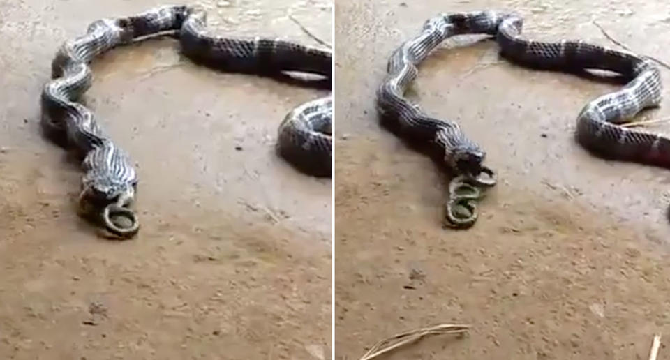 A snake has been filmed coughing up another snake in India. Source: NewsFlare