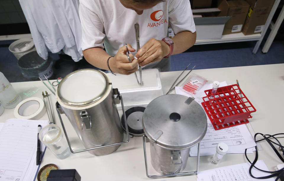 A researcher works at the Avantea laboratory inseminating eggs from the last two remaining female of northern white rhinos with frozen sperm from two rhino bulls of the same species, in Cremona, Italy, Sunday, Aug. 25, 2019. The northern white rhino is on the verge of extinction but Sunday's operation raises hopes that they'll survive. (AP Photo/Antonio Calanni)