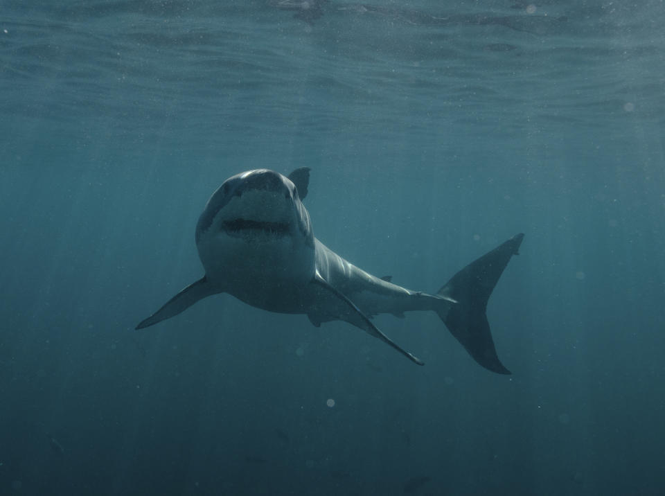 This image released by Discovery shows a great white shark in a scene from "Jaws in the Shallows," premiering July 27 as part of Discovery's Shark Week. (Discovery via AP)