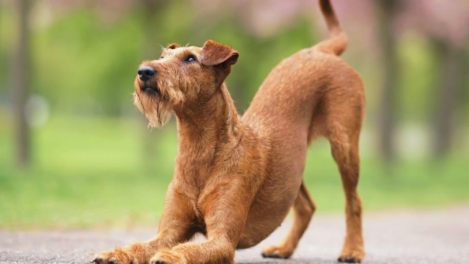 Quick and easy tricks to teach your dog