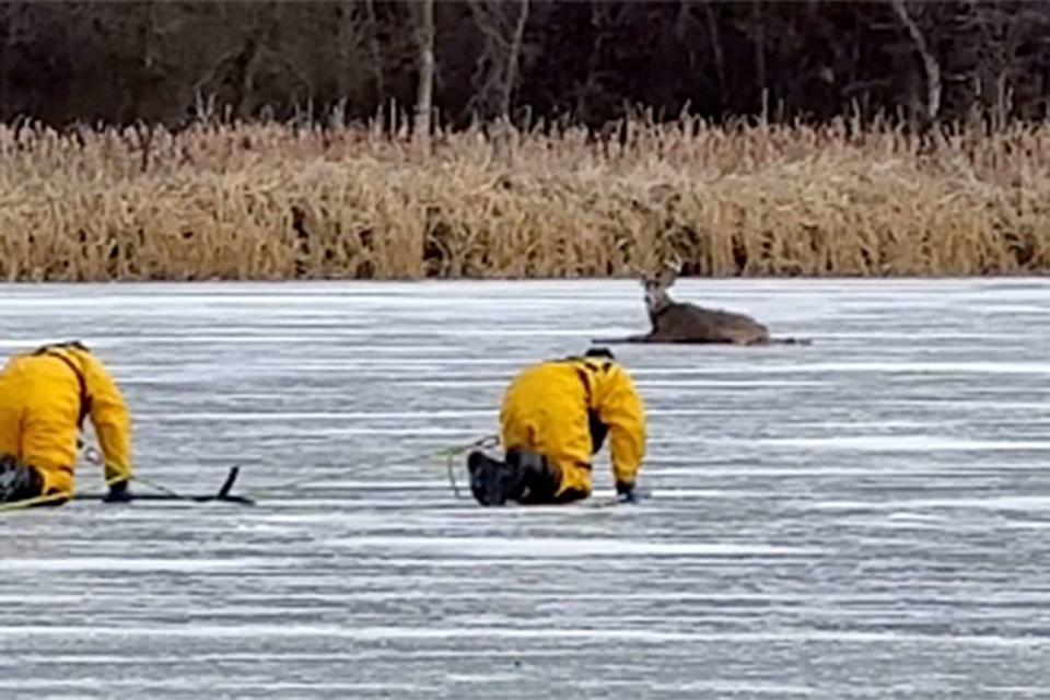 <p>city of priorlake</p> deer stuck on Pike Lake