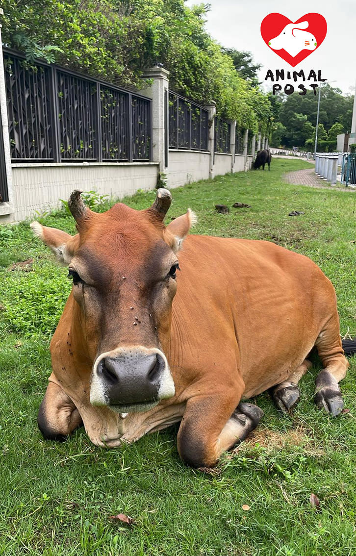 The Fisheries and Conservation Department recently caught another cow in Wu Kai Sha and the cow was released indefinitely.