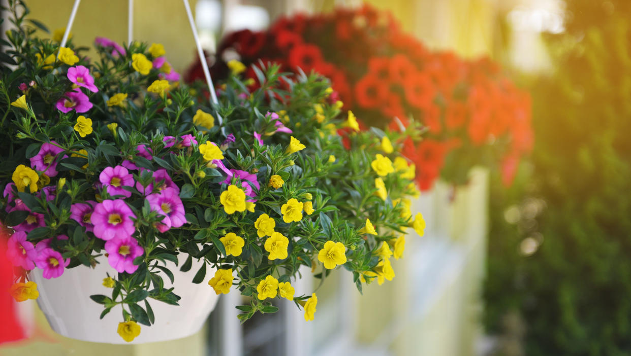  A hanging basket full of flowers. 