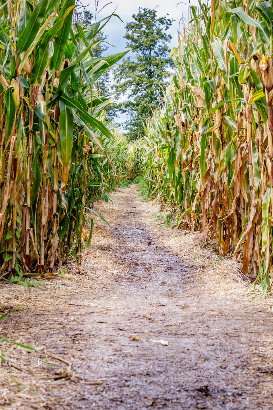 25) Cornbelly’s Corn Maze in Spanish Fork, Utah