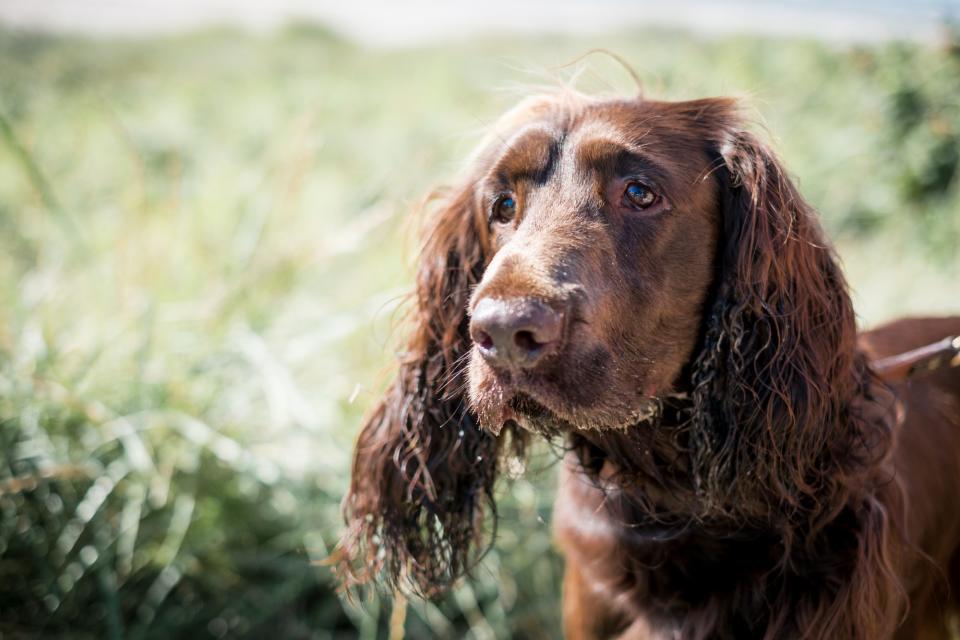 Field Spaniel