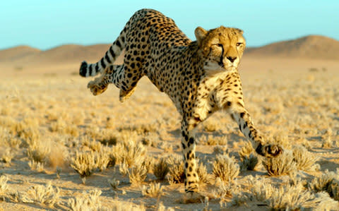 A cheetah on the hunt - Credit: BBC