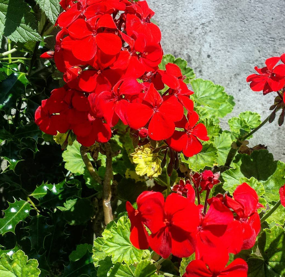 Geraniums