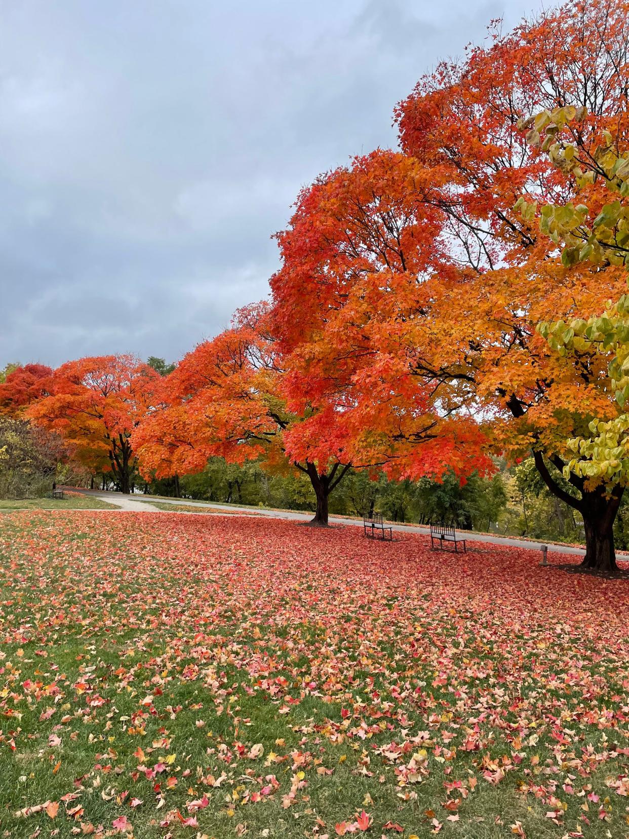 A row of sugar maples in full color at Grange Insurance Audubon Center.