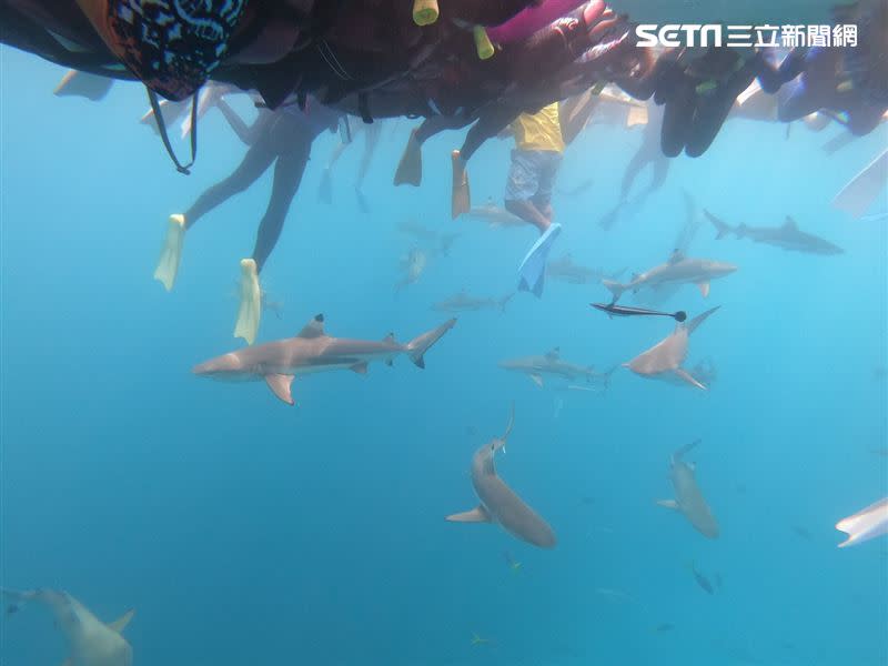 孟孟說，「帛琉海洋真的是超清澈，還可以看到海底的baby shark與各種海洋生物，是非常特別的體驗。」（圖／孟孟提供）