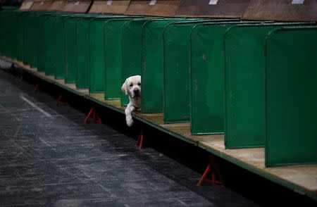 A Labrador looks out from its bench during the first day of the Crufts Dog Show in Birmingham, Britain, March 7, 2019. REUTERS/Hannah McKay