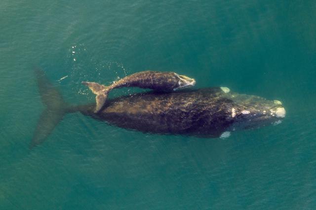 Southern right whale mother and newborn calf swim side-by-side. <a href="https://www.shutterstock.com/image-photo/southern-right-whale-newborn-calf-false-1475396147" rel="nofollow noopener" target="_blank" data-ylk="slk:Ahturner, Shutterstock;elm:context_link;itc:0" class="link ">Ahturner, Shutterstock</a>