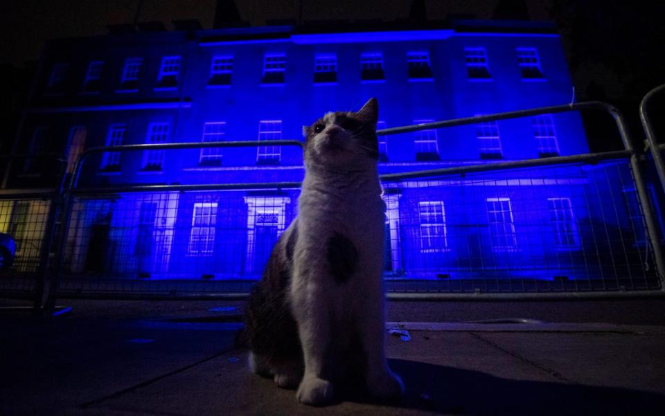 Larry the cat stands in front of 10 Downing Street in London as it is illuminated blue on Saturday evening as part of the NHS celebrations - Victoria Jones/PA Wire