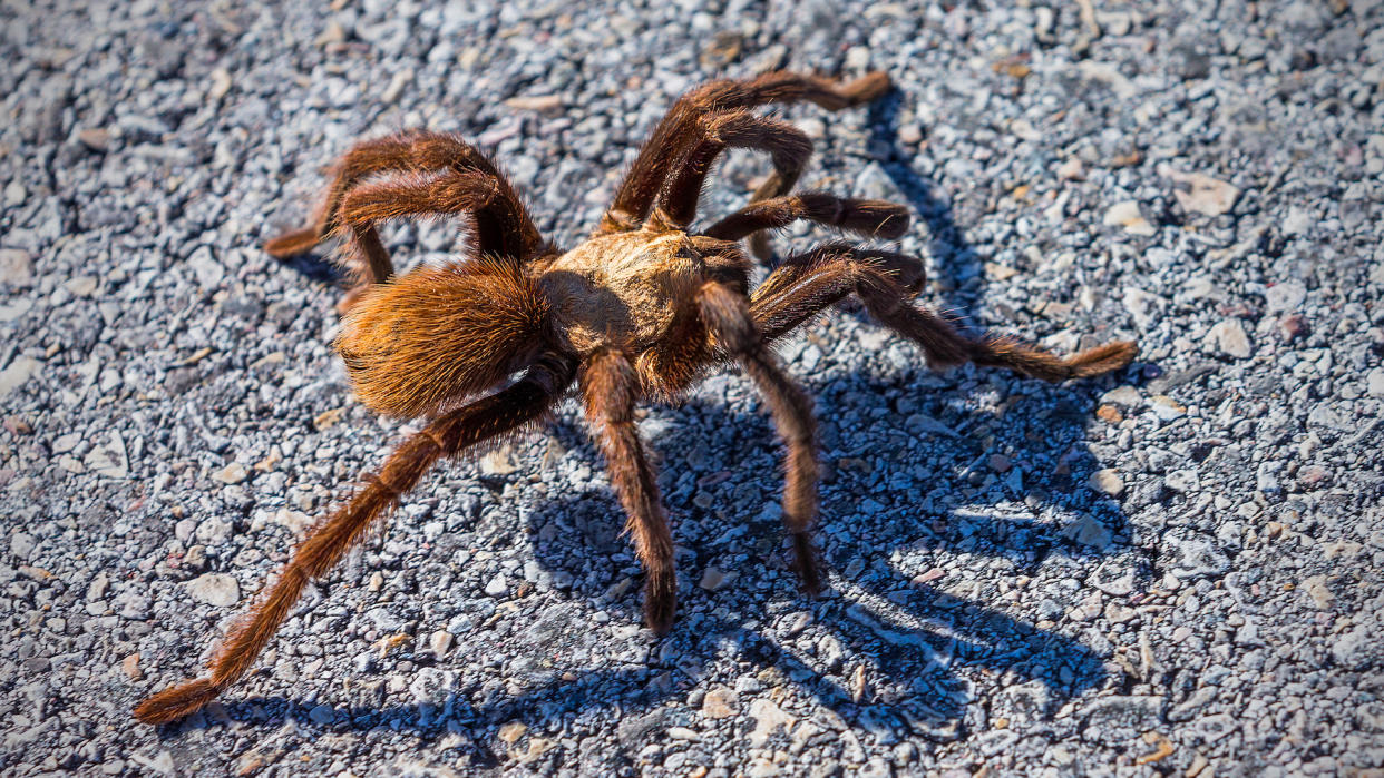  A telephoto close-up digital image of a Texas brown tarantula with its shadow on the asphalt road in Big Bend National Park. 