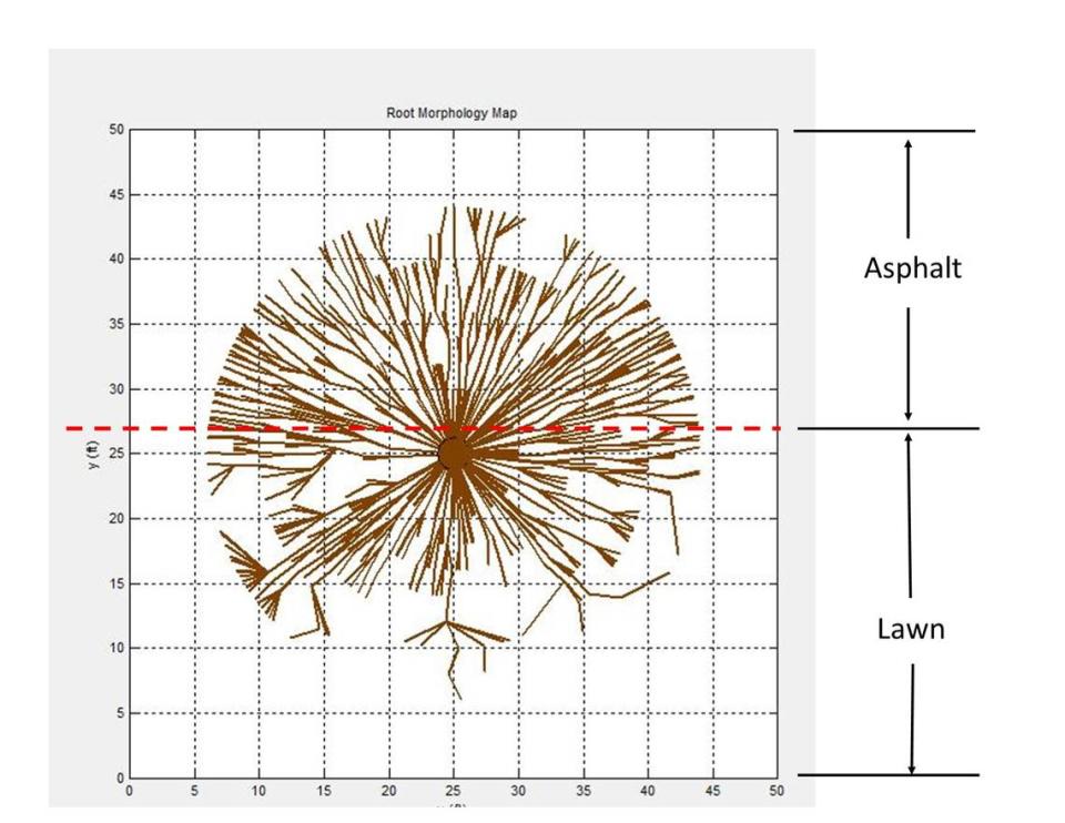 Graphic maps of the tree roots are part of the report after a tree MRI is done by Fulgham Inc. tree specialist firm to show a developer areas to avoid when building.