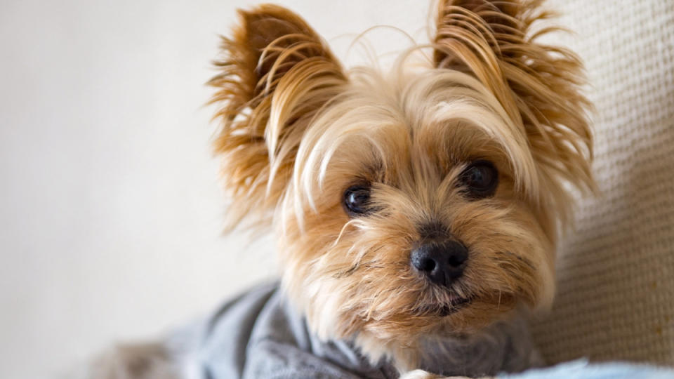 Yorkshire Terrier teddy bear dog