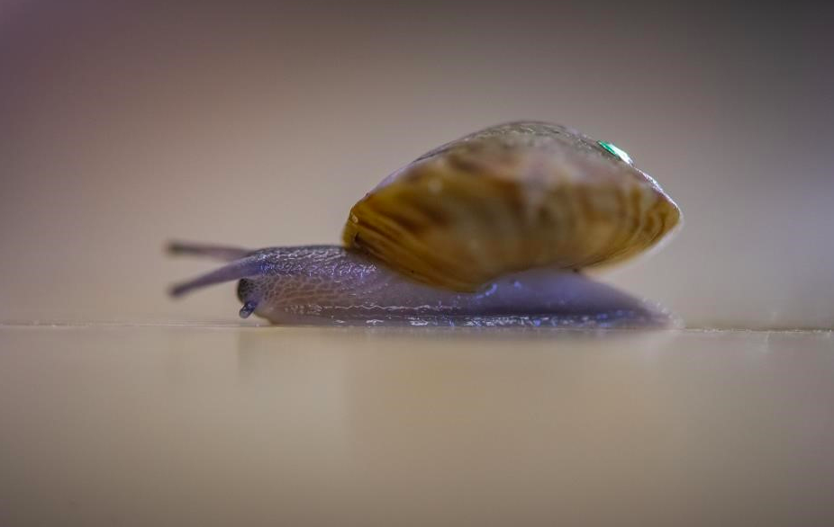 Critically endangered Bermudian snails have been brought back from extinction (PA)