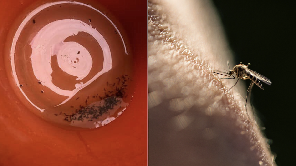 Mosquito larvae in pail (left) and Aedes mosquito sucking blood from human skin (Photos: Baey Yam Keng/Facebook and Getty Images)