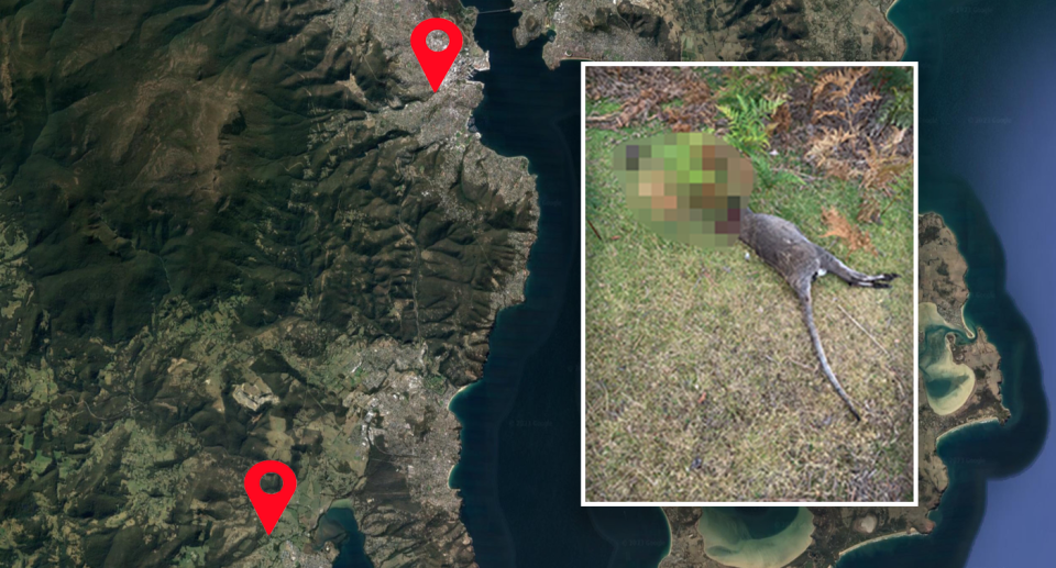 A decapitated wallaby was found in Margate Tasmania, less than 20km from where a series of mutilated animals were found along the Rivulet track. Source: Google Earth/Reddit