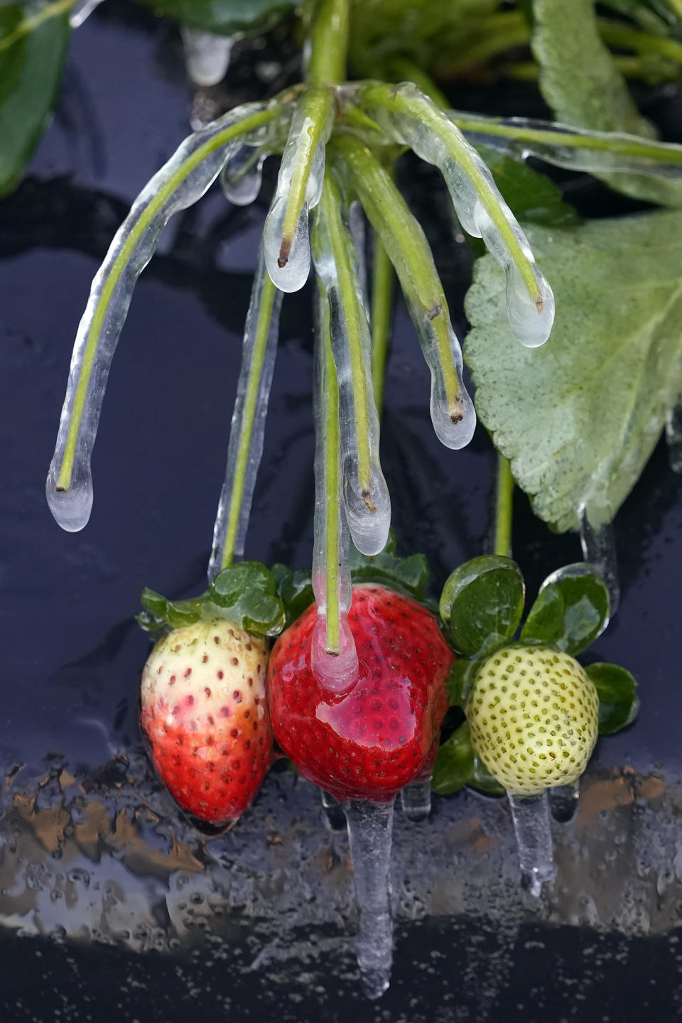 Icicles cling to strawberry plants at a field Saturday, Dec. 24, 2022, in Plant City, Fla. Farmers spray their crops with sprinklers to help protect them from the damaging freeze. Temperatures overnight in the area dipped into the mid-20's. (AP Photo/Chris O'Meara)