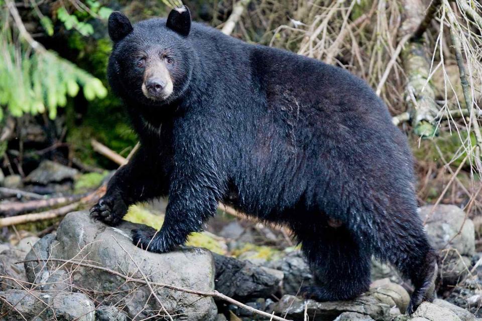 Black Bear (Ursus americanus) walking through rainforest near Gunnuk Creek.