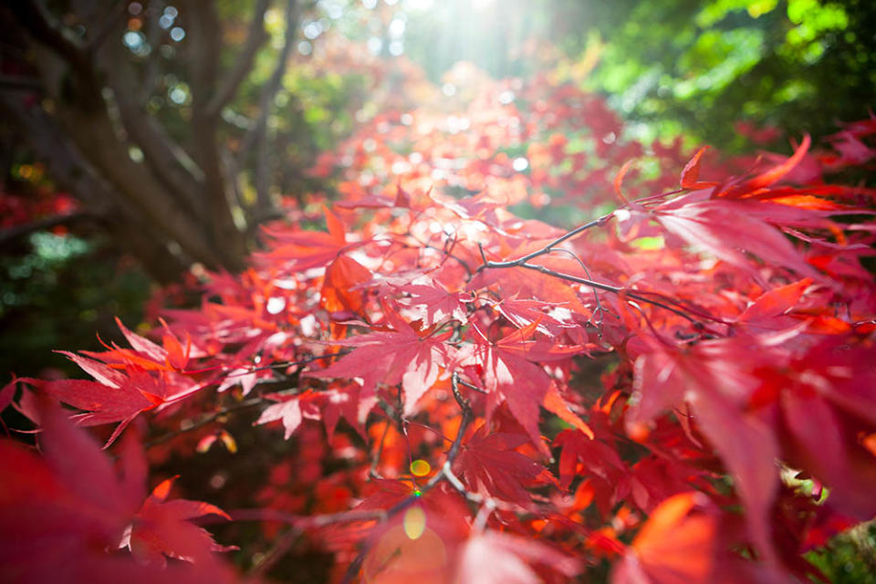 溫克沃夫植物園（Image Source : Getty Creative/iStockphoto）