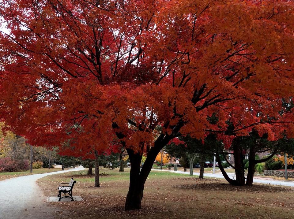 A beautiful red maple, which is the state tree.