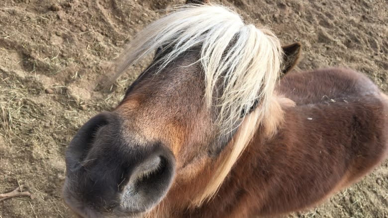 10 weird and wonderful things you never knew about Sherwood Park