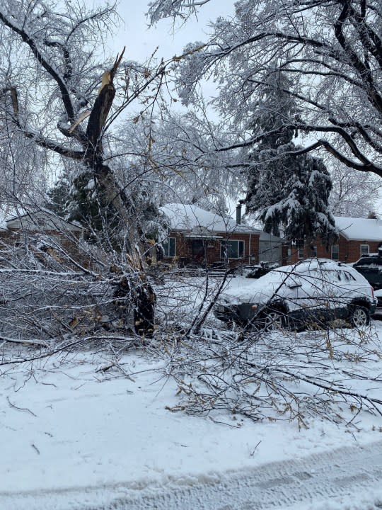 Christopher Matthew Mayfair tree down