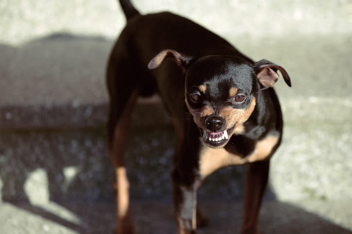 La agresividad de los perros se relacionaría con sus niveles hormonales. Foto: Miroslav Prouza/EyeEm/Getty Images