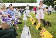 A handler adjusts her face mask while a limited number of spectators watch the French bulldog breed judging at the 145th Annual Westminster Kennel Club Dog Show, Saturday, June 12, 2021, in Tarrytown, N.Y. (AP Photo/John Minchillo)