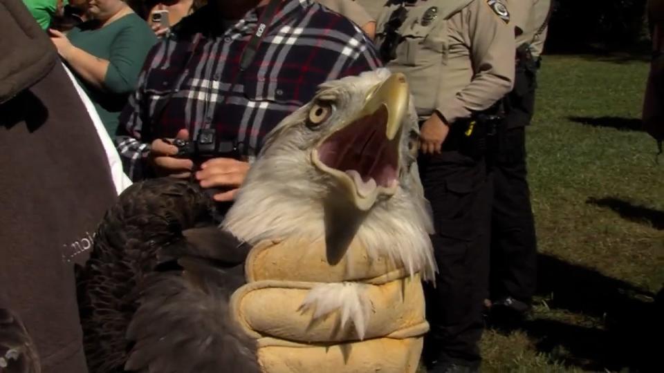 An bald eagle with a severely injured wing was released back into the wild on Oct. 18, 2023, a year after her rescue in Chesapeake, Virginia.