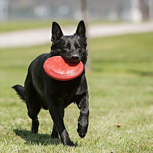 Play Frisbee Longer with This One