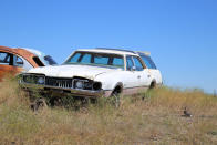 <p>Oldsmobile Vista Cruisers used to be favorites amongst Demolition Derby drivers, but that’s when they had very little value. These days they’re far more sought after, receiving a popularity boost when a 1969 example had a starring role in That 70s Show.</p><p>This one, with its characteristic raised roof and panoramic skylights, was built in 1968. Note the rabbit on the right of this picture, one of hundreds that live amongst the cars.</p>