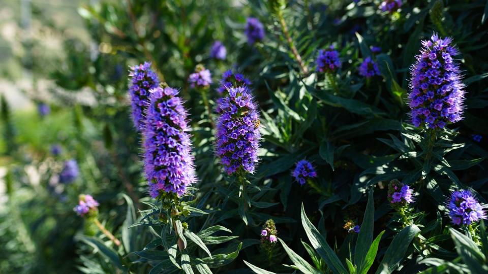 echium candicans, pride of madeira, purple flowers hummingbird flowers