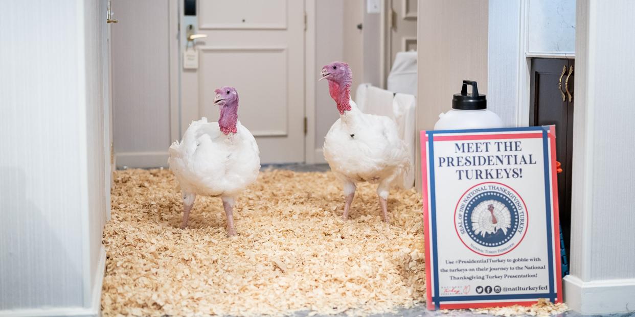 The Presidential Turkeys arrive at The Willard Hotel in Washington, D.C., Sunday, Nov. 24, 2019, ahead of Tuesday’s National Thanksgiving Turkey Pardoning Ceremony at the White House.