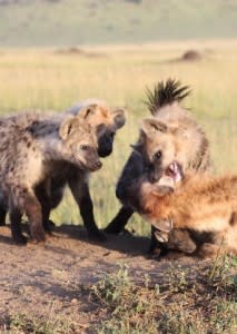 Three young hyenas gang up in an aggressive coalition against a low-ranking female.